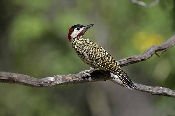 Dzięcioł czarnoczelny (Colaptes melanochloros)