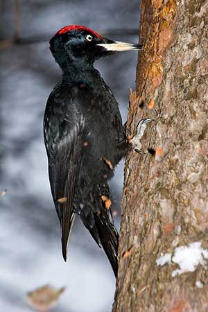 Dzięcioł czarny (Dryocopus martius)