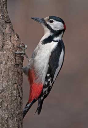 Dzięcioł duży (Dendrocopos major)