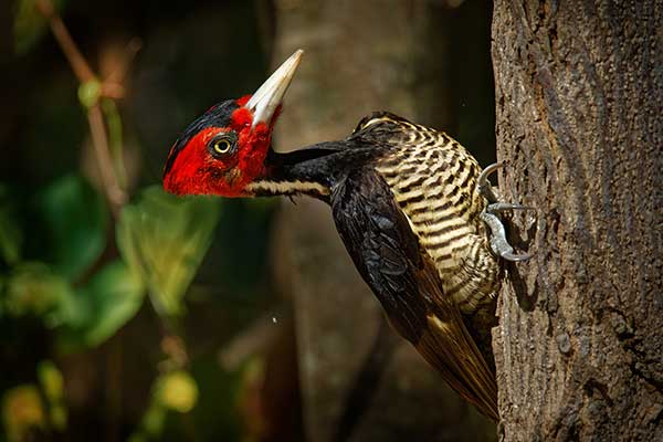 Dzięcioł jasnodzioby (Campephilus guatemalensis)