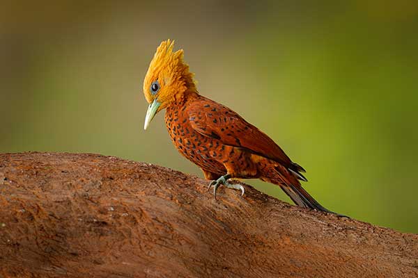 Dzięcioł jasnogłowy (Celeus castaneus)