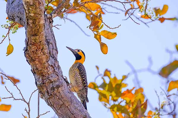 Dzięcioł łąkowy (Colaptes campestris)