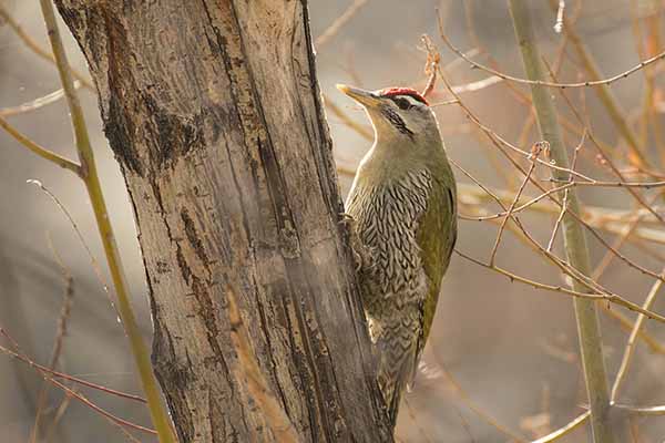 Dzięcioł łuskobrzuchy (Picus squamatus)