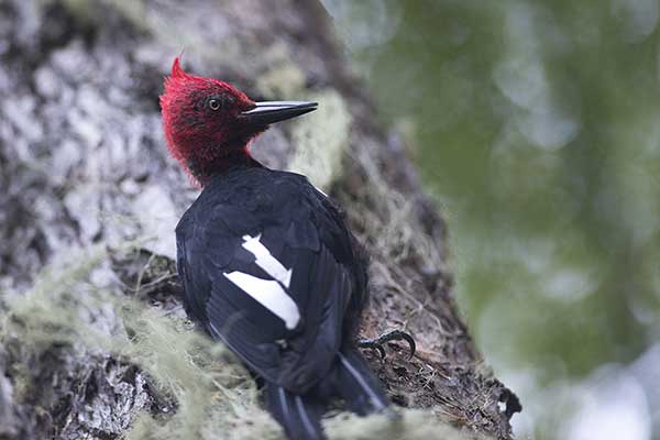 Dzięcioł magellański (Campephilus magellanicus)