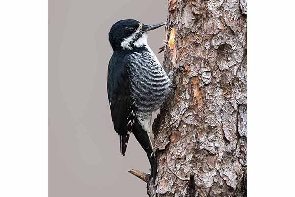 Dzięcioł północny (Picoides arcticus)