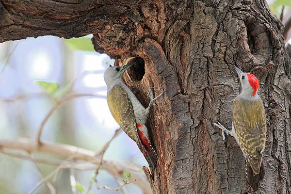 Dzięcioł popielaty (Dendropicos goertae)