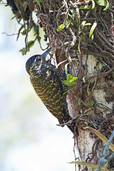 Dzięcioł pstrokaty (Veniliornis spilogaster)