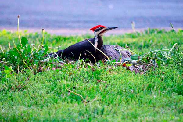 Dzięcioł smugoszyi (Dryocopus pileatus)