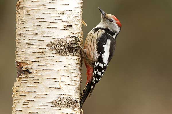 Dzięcioł średni (Dendrocoptes medius)