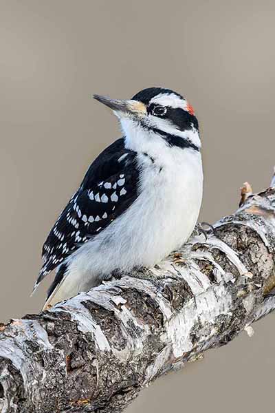 Dzięcioł włochaty (Leuconotopicus villosus)