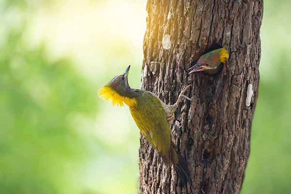 Dzięcioł żółtoczuby (Picus chlorolophus)