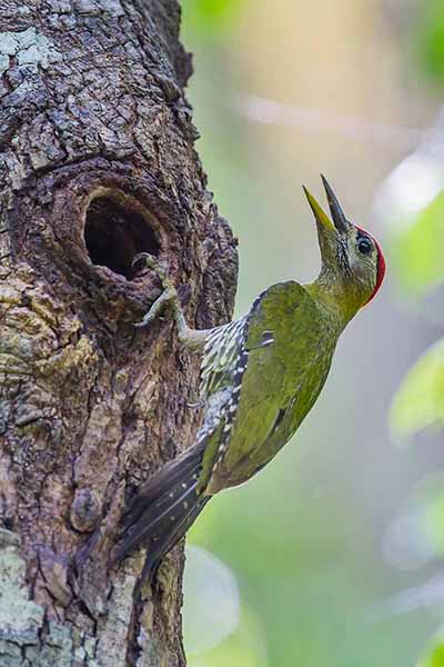 Dzięcioł żółtoszyi (Picus vittatus)