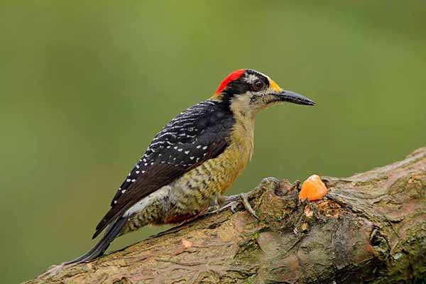 Dzięciur pstry (Melanerpes pucherani)