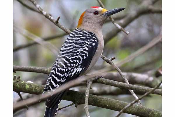 Dzięciur złotoczelny (Melanerpes aurifrons)