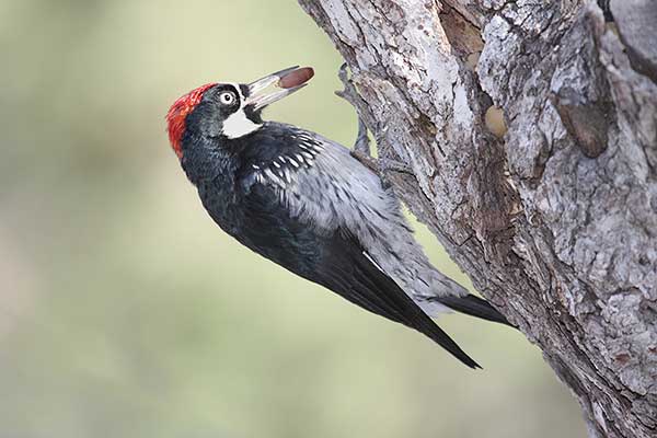 Dzięciur żołędziowy (Melanerpes formicivorus)