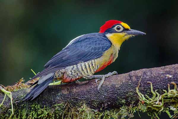 Dzięciur żółtoczelny (Melanerpes flavifrons)