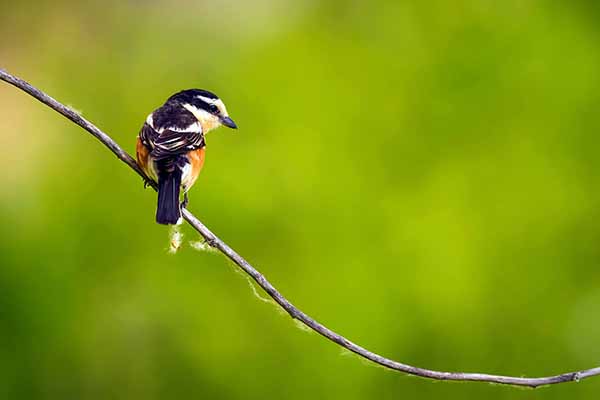 Dzierzba białoczelna (Lanius nubicus)