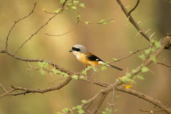 Dzierzba maskowa (Lanius vittatus)