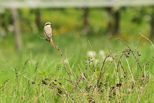 Dzierzba pustynna (Lanius isabellinus)