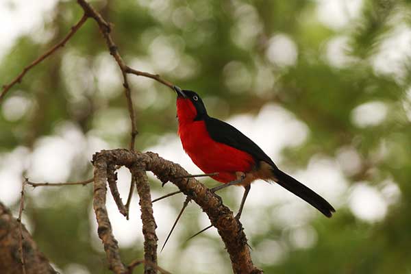 Dzierzyk czarnogłowy (Laniarius erythrogaster)