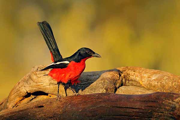 Dzierzyk purpurowy (Laniarius atrococcineus)