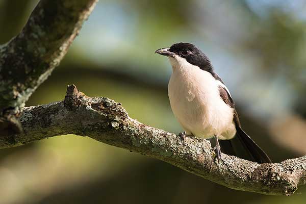 Dzierzyk zaroślowy (Laniarius aethiopicus)