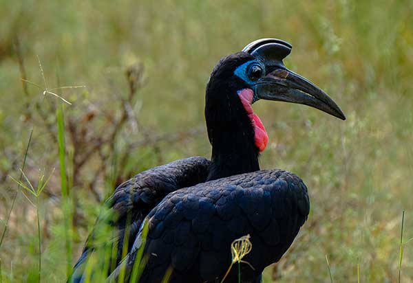 Dzioboróg abisyński (Bucorvus abyssinicus)