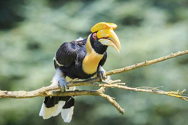 Dzioborożec wielki (Buceros bicornis)