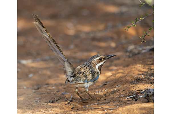 Dziwokraska (Uratelornis chimaera)