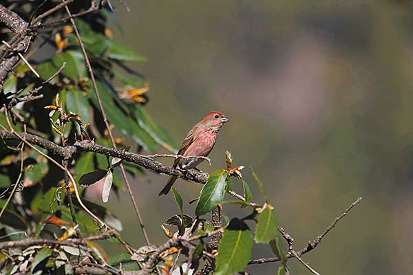 Dziwonia różowobrewa (Carpodacus rodochroa)