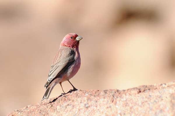 Dziwonia synajska (Carpodacus synoicus)