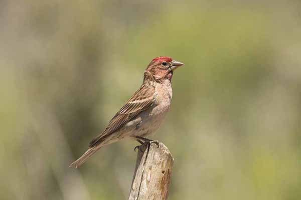 Dziwuszka czerwonoczelna (Haemorhous cassinii)