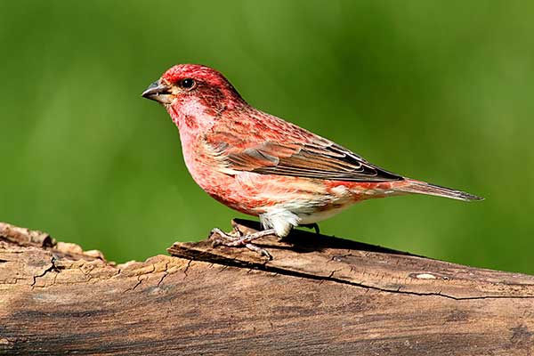 Dziwuszka purpurowa (Haemorhous purpureus)