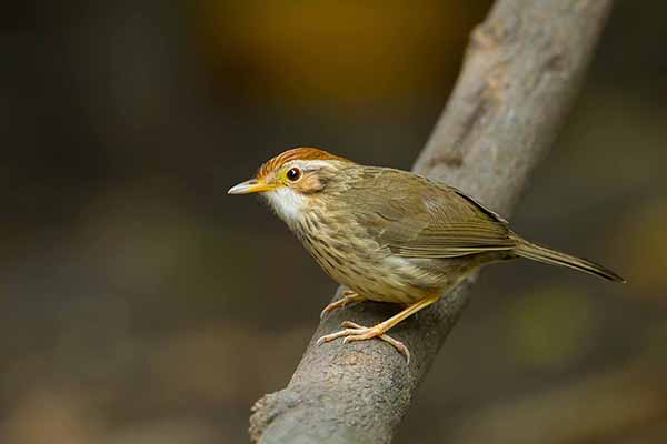 Dżunglak rudogłowy (Pellorneum ruficeps)