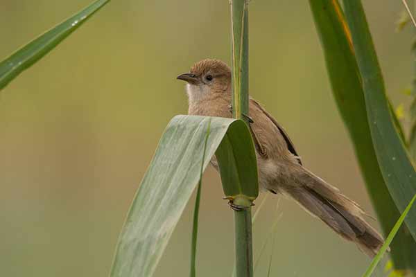 Dżunglotymal iracki (Argya altirostris)