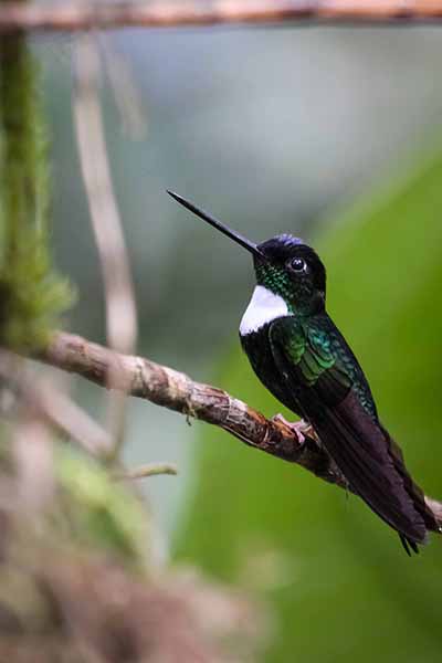 Elfik wstęgoszyi (Coeligena torquata)