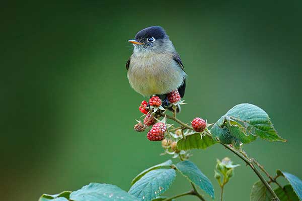 Empidonka czarnogłowa (Empidonax atriceps)