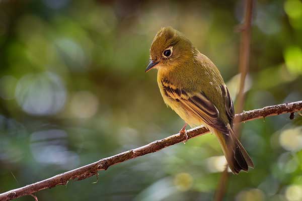 Empidonka żółtawa (Empidonax flavescens)