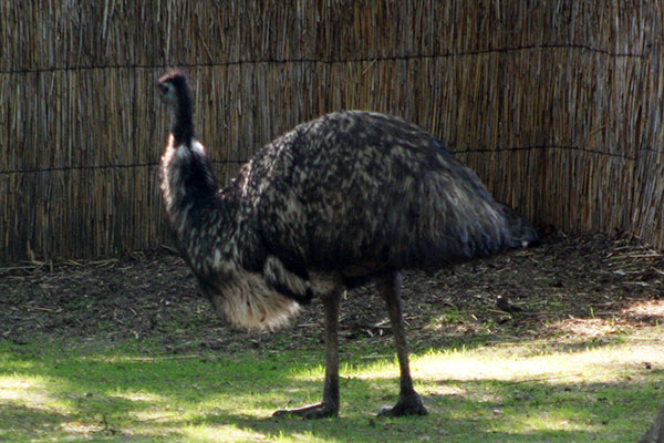 Emu (Dromaius novaehollandiae)