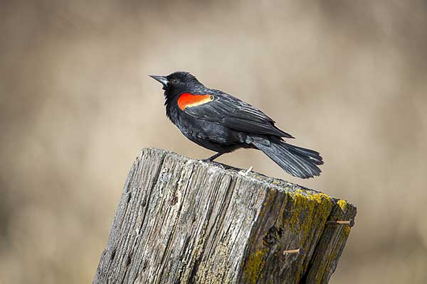 Epoletnik krasnoskrzydły (Agelaius phoeniceus)