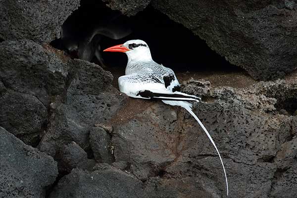 Faeton białosterny (Phaethon aethereus)