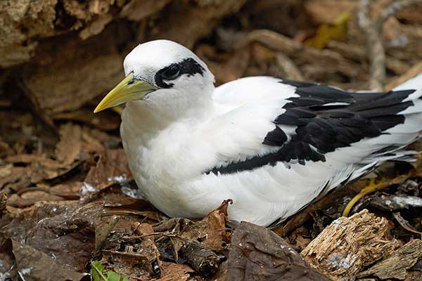 Faeton żółtodzioby (Phaethon lepturus)