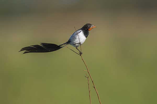 Figlarz flagosterny (Alectrurus risora)