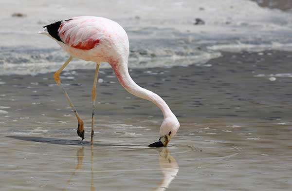 Flaming andyjski (Phoenicoparrus andinus)