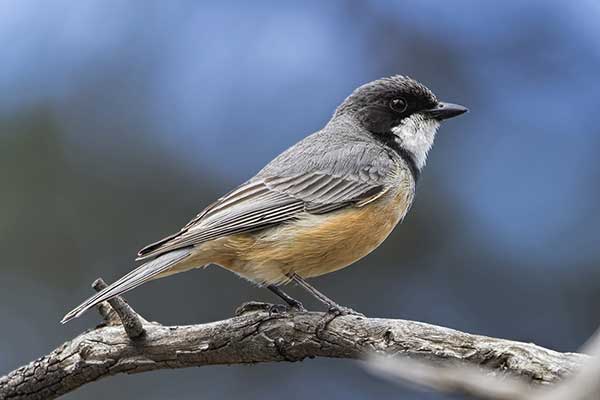 Fletówka rudobrzucha (Pachycephala rufiventris)