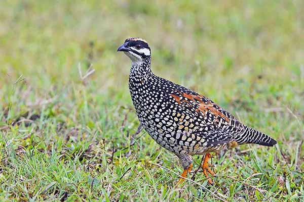 Frankolin chiński (Francolinus pintadeanus)