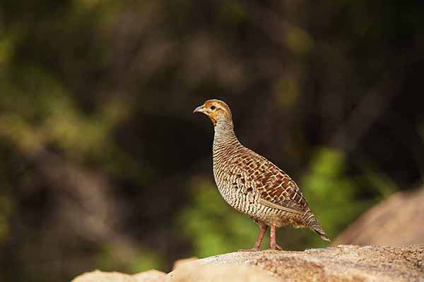 Frankolin indyjski (Francolinus pondicerianus)