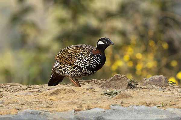 Frankolin obrożny (Francolinus francolinus)