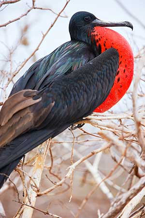 Fregata wielka (Fregata magnificens)