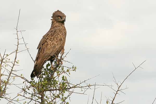 Gadożer brunatny (Circaetus cinereus)